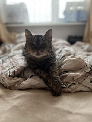 Mamma - ~7-aastane kassidaam (Paldiski)