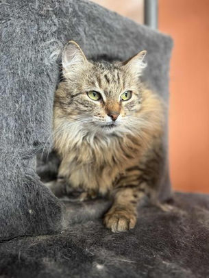 Sälly - ~6-aastane kassipreili (Paldiski)