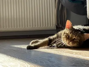 Ossu - ~6-aastane kassipoiss (Tallinn)