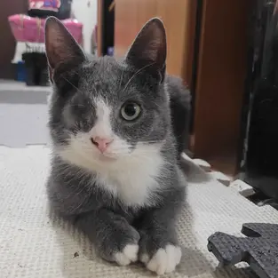 Pluto - ~5-kuune kassipoiss (Lääne-Harju vald, Klooga)