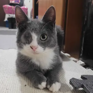 Pluto - ~5-kuune kassipoiss (Lääne-Harju vald, Klooga)