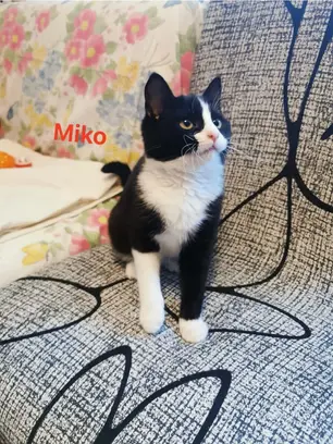 Vivi, Noki & Miko - ~11-kuused kassipreilid (Tallinn, Kristiine)