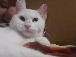 Нужна помощь ⟩ Смелый и дружелюбный кот Ууду ищет новых хозяев