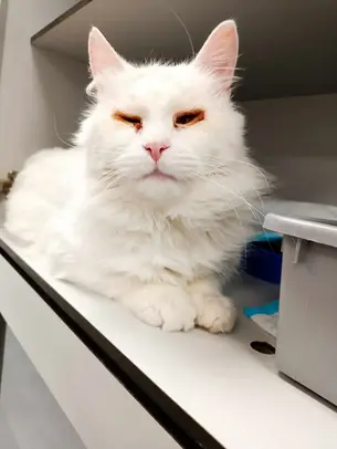 Кошачий приют просит о помощи: волонтеры выходили голодного кота, но ему нужна операция на глазах