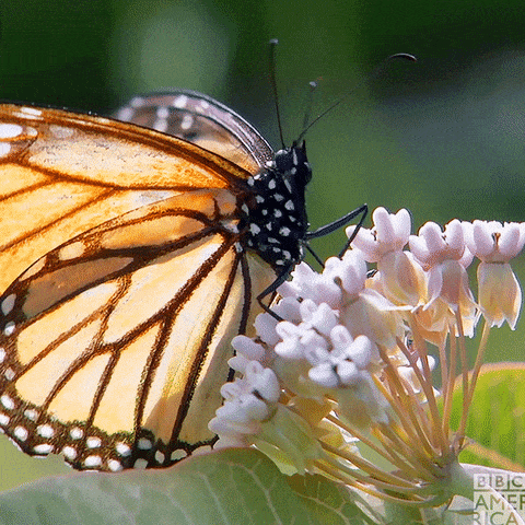 Monarch in-flight.gif