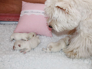 Jessy's Welpen sind geboren