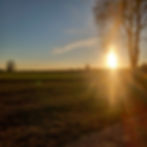 Die Sonne scheint durch einen blätterlosen Baum daneben Felder