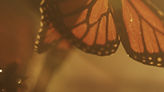 Butterfly CU_7.1.2.jpg