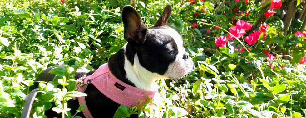 Mox sitting in a garden and enjoying some quiet time alone in San Juan Capistrano, California.