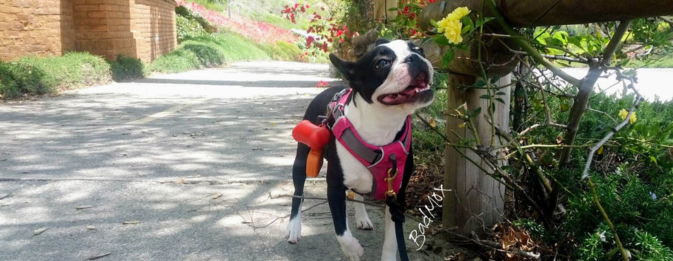 Mox was so happy when she spotted a yellow flower during one of our daily walks in San Juan Capistrano, California.