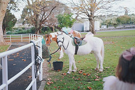 A saddled pony waiting beside visitors during a Pegasus pony experience