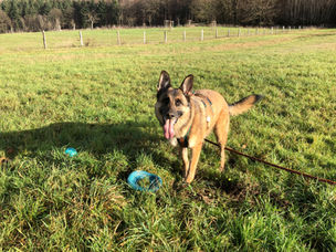 Top 20 Liste – Was mag dein Hund eigentlich?