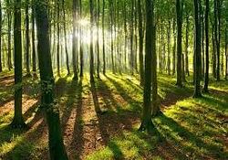 wald