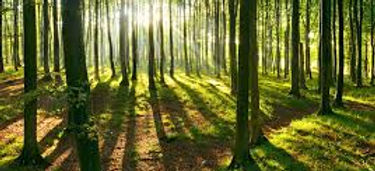 wald.jpg
