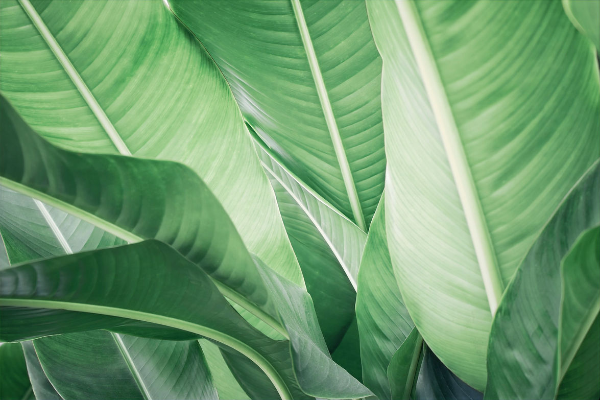 Banana Leaves_edited.jpg