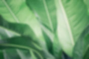 Banana Leaves_edited.jpg