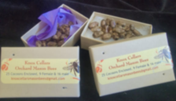 Orchard Mason Bees - 25 Loose Cocoons