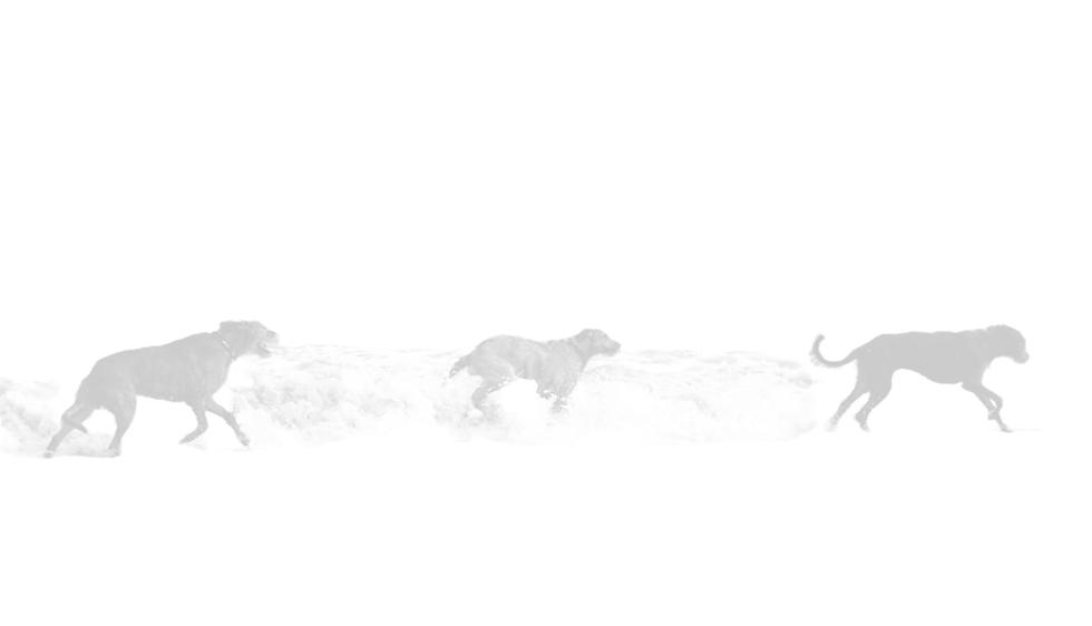 dogs running beach_edited.png