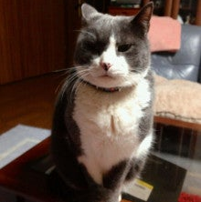  猫の仁義なき闘い