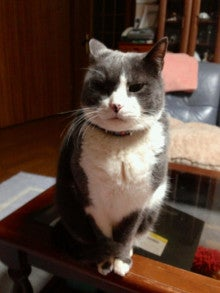  猫の仁義なき闘い