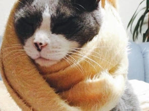 ネックウォーマー