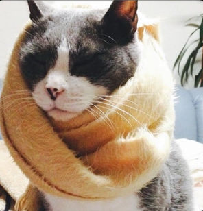 ネックウォーマー