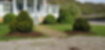 The recently installed boxwood plants
