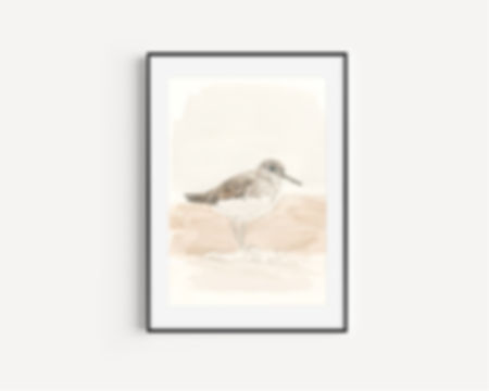 Sand Plover