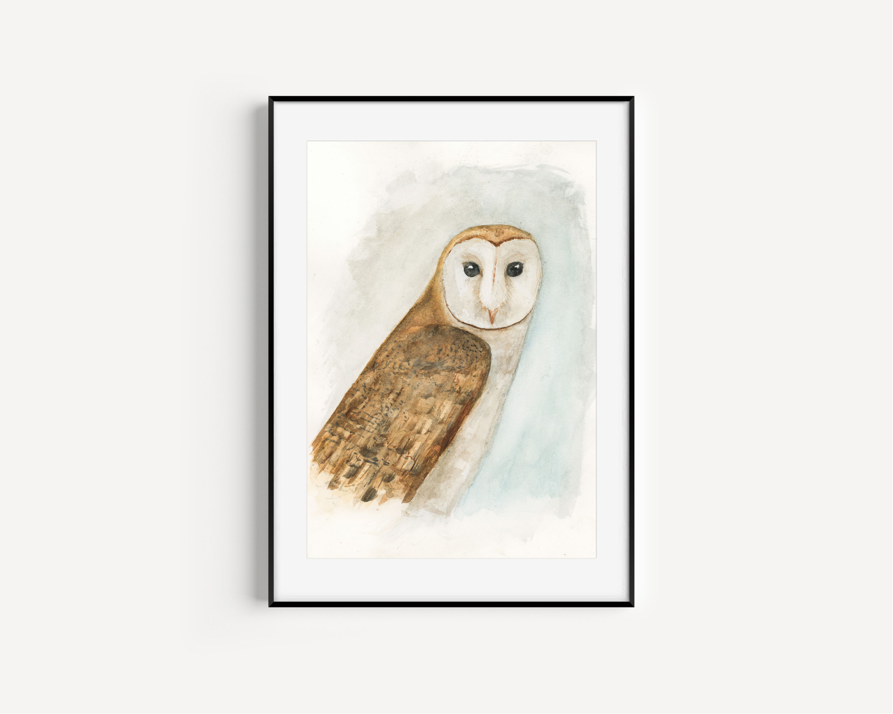 Barn Owl