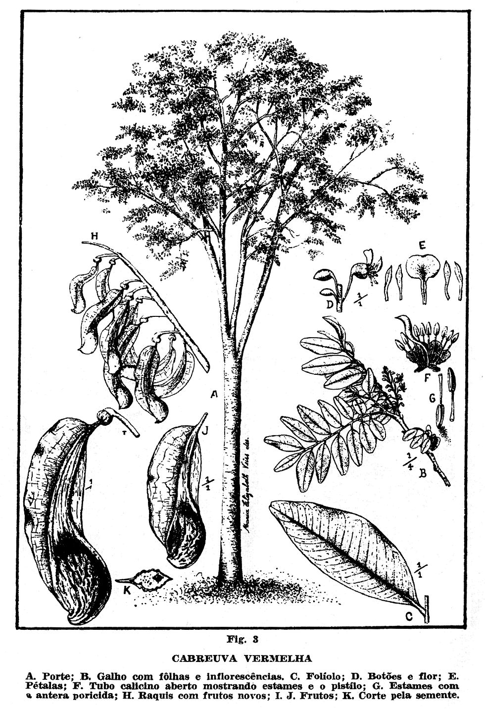 Fabaceae