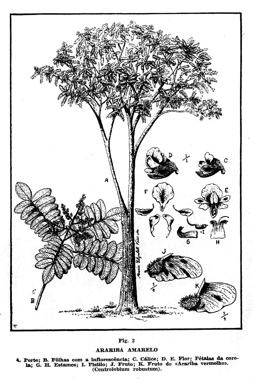 Fabaceae
