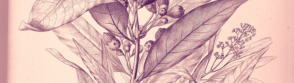 Cryptocarya moschata P05P2N0056_edited_e