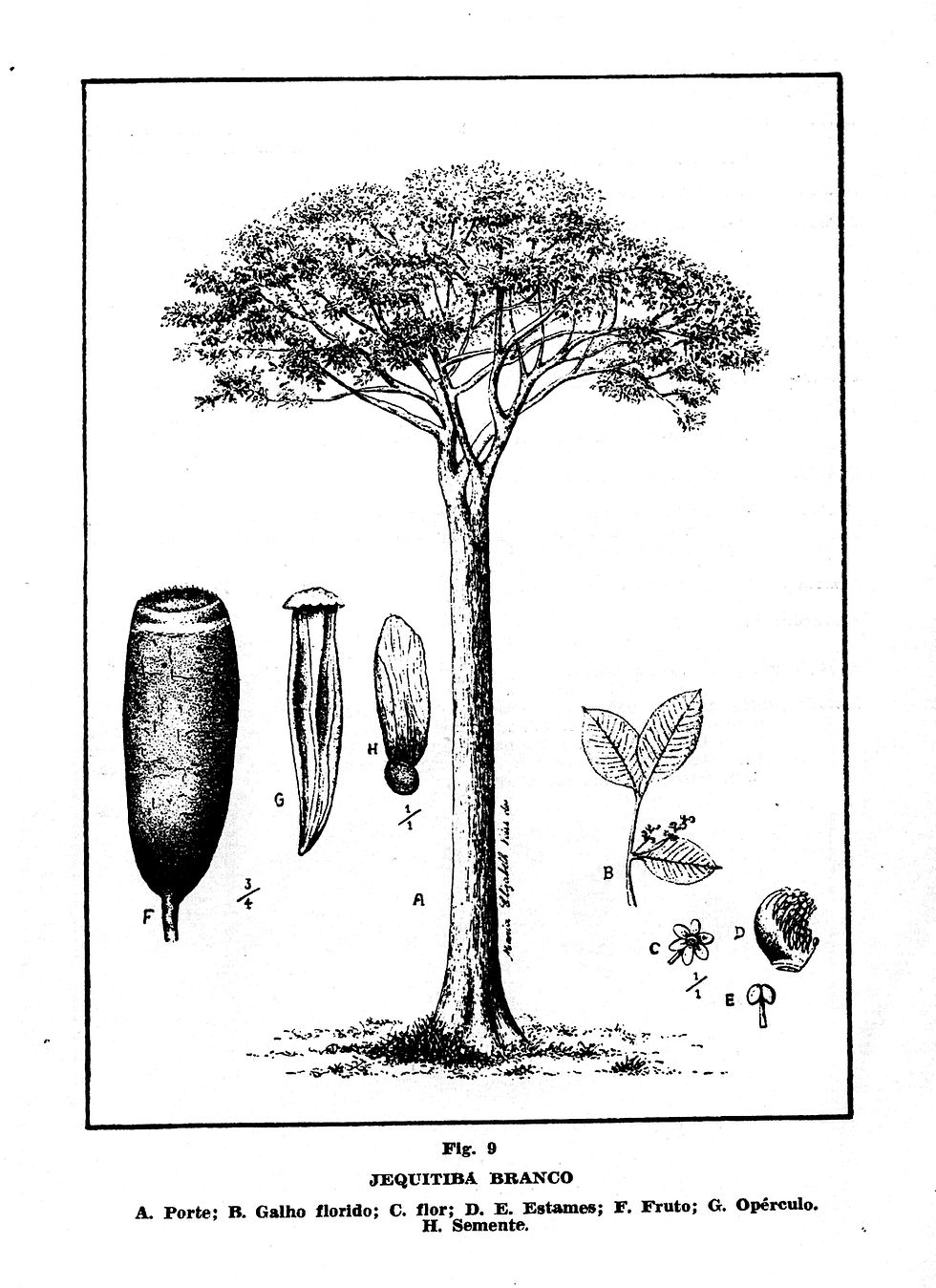 Lecythidaceae