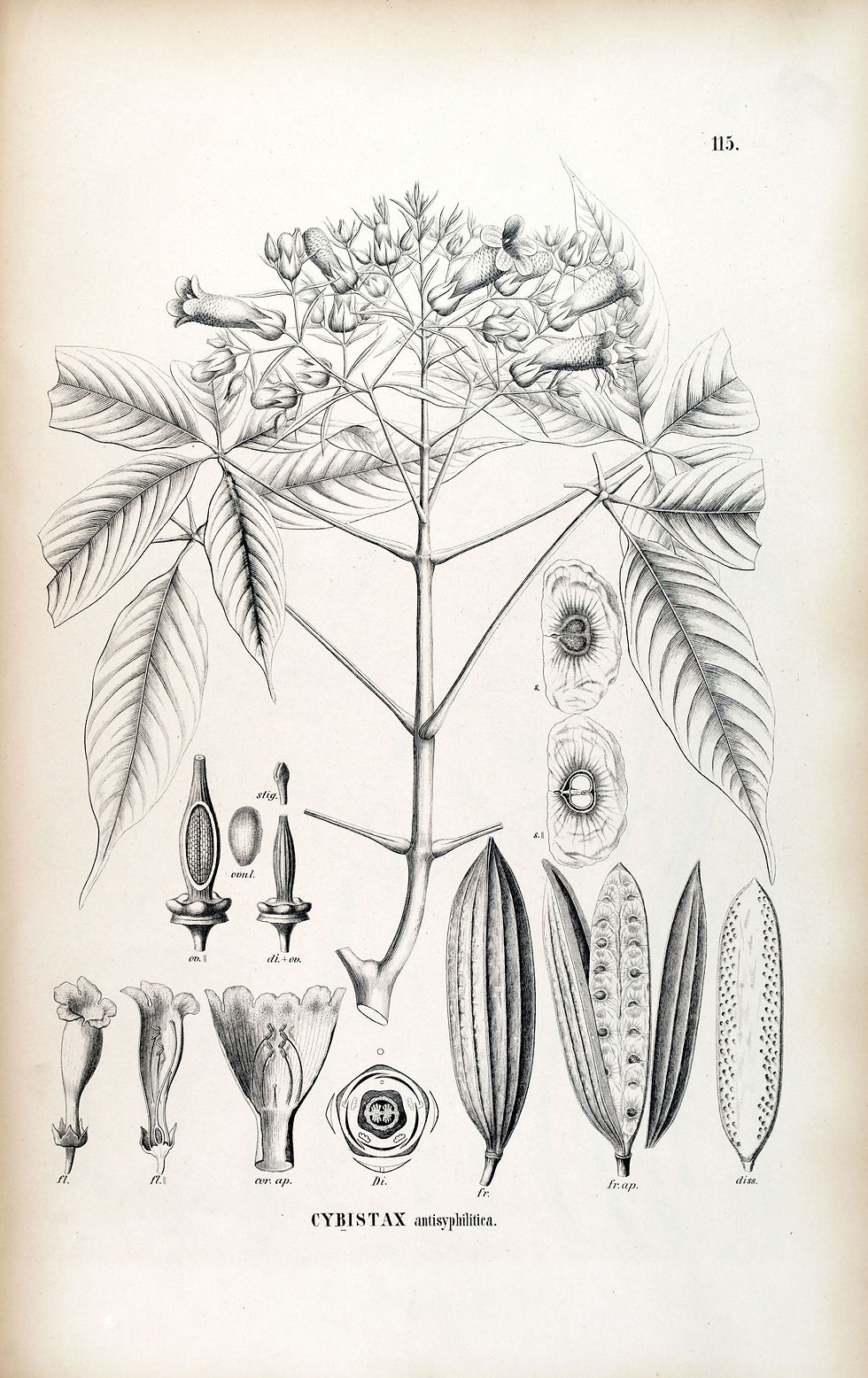 Caroba da flor verde