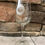 Thumbnail: 70TH ANNIVERSARY GALA WINE GLASS