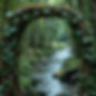 Ultra-realistic professional photograph of a natural forest scene with a river running thr
