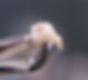 extracao_siso_edited.jpg