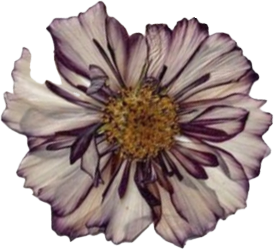 FLOWER 7.png