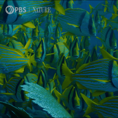 Pbs Nature Swimming GIF by Nature on PBS.gif