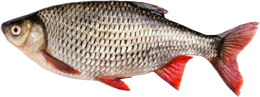 FISH_edited.png