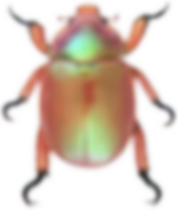 BEETLE 1.png
