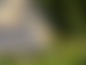 A stone cottage amongst rose bushes