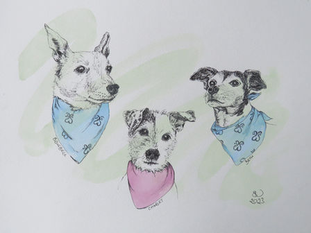 Jack Russells