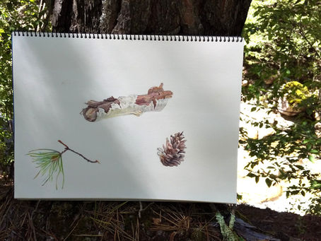 色鉛筆スケッチ