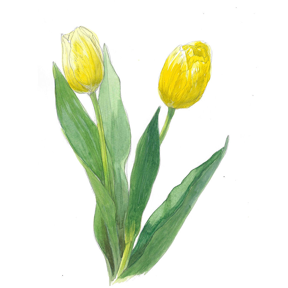 透明水彩で描く!花のスケッチ