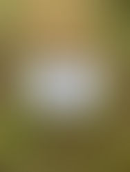 MCPF Dog Competition