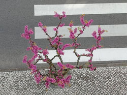 C. Santos - Sardoal, Portugal