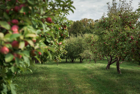Apple Trees