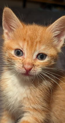 PXL_20250716_013320884.PORTRAIT.ORIGINAL.jpg