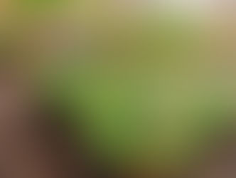 Senador Canedo já plantou e distribuiu mais de 8.500 mudas em 2025